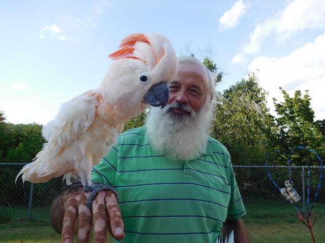 pink umbrella cockatoo